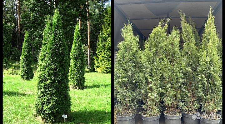 Туя Смарагд