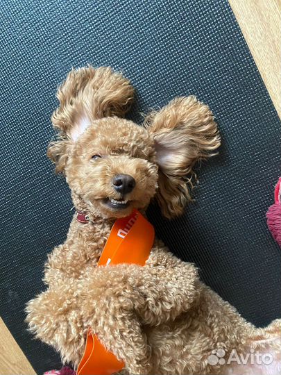 Вязка той-пудель