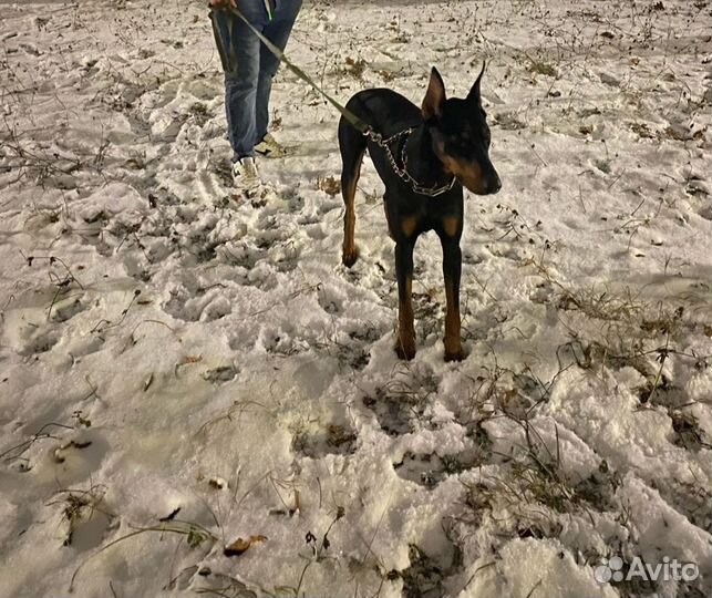 Доберман в добрые руки бесплатно