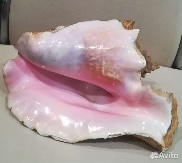 Ракушки для аквариума