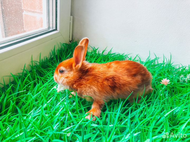 Карликовый кролик