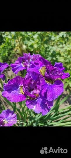 Ирис сибирский