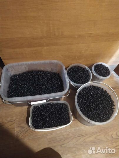 Продам чернику