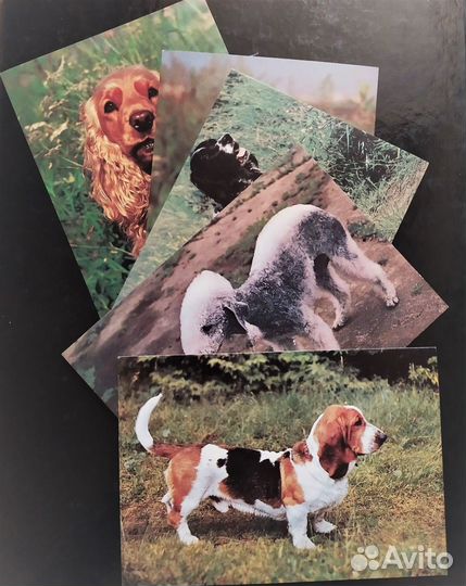 Открытки и календарики СССР. Собаки. Цена за все