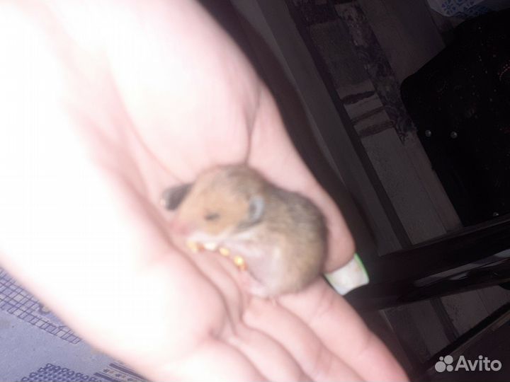 Сирийские хомячки