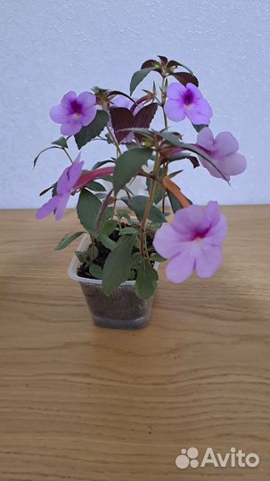 Цветы Ахименесы