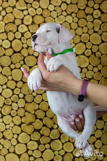 Аргентинский дог