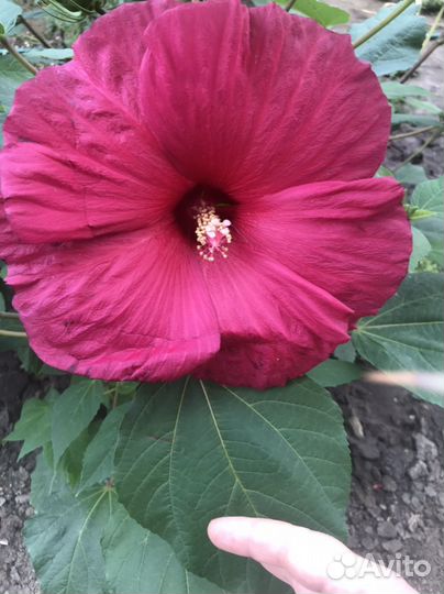 Гибискус травянистый