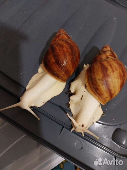 Улитка Архахатина Маргината Овум Альбина