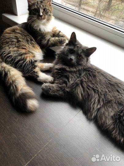 Кошки в добрые руки