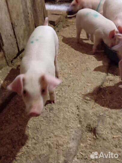Поросята