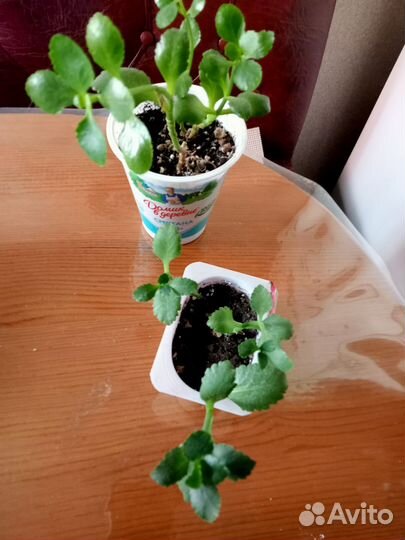 Каланхоэ цветущий