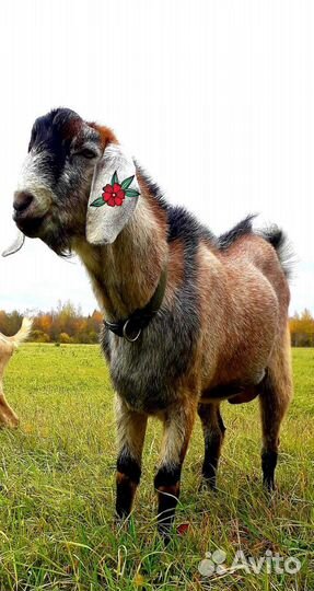 Козел Англо-нубийский