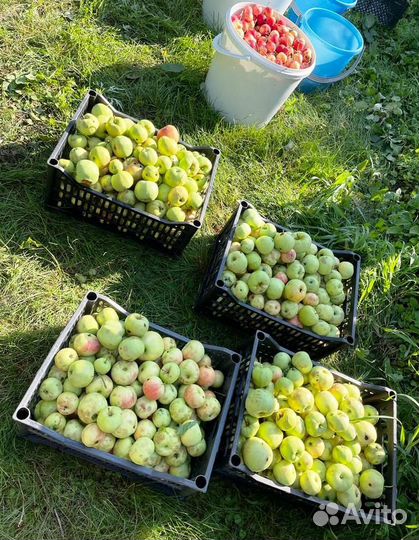 Яблочный сок