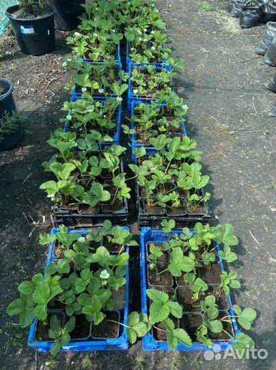 Подвой яблони