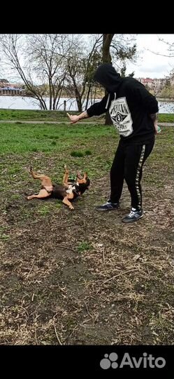 Кинолог-Зоопсихолог