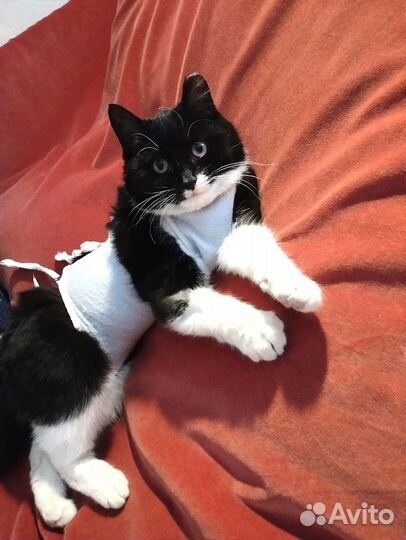 Кошечка ищет дом