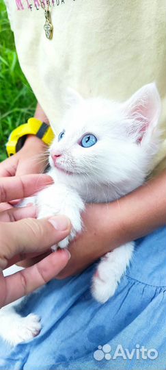 Котёнок ангора мальчик