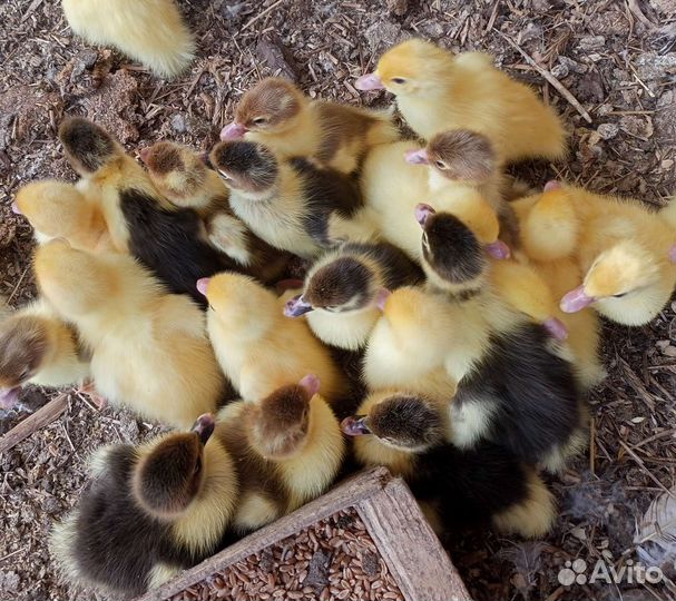 Утята от индоутки