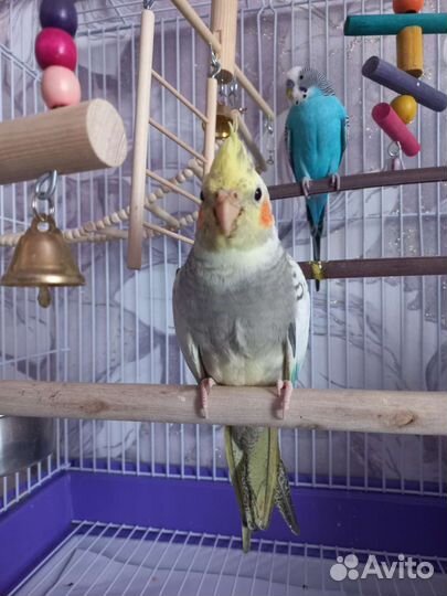 Попугай корелла птенец