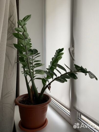 Домашние цветы