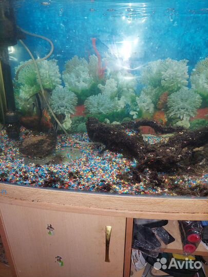 Аквариумные рыбки