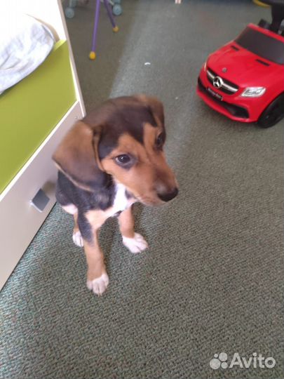 Щенки бигль