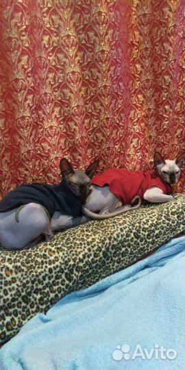 Канадский сфинкс вязка