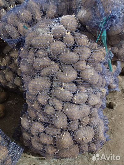 Картофель мелкий на корм скоту