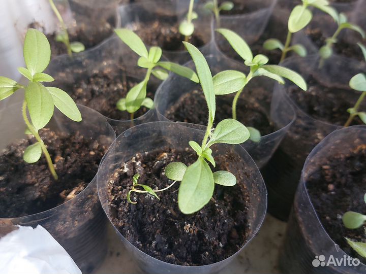 Циния и гелихризум