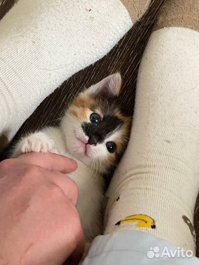 Котята ищут дом