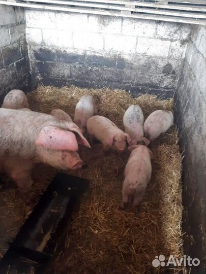 Поросята