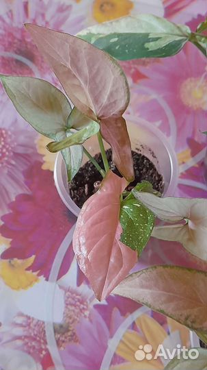 Сингониум ред спот триколор