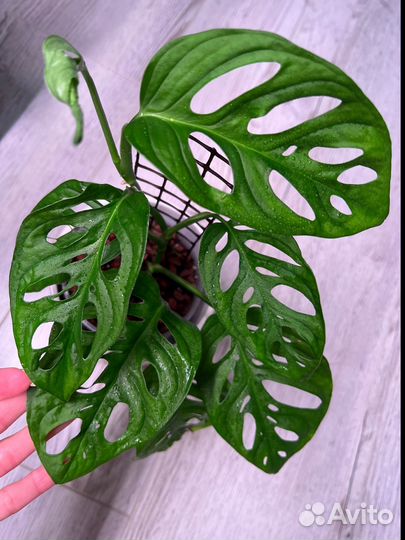 Монстера манки маск, адансона