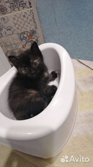 Котёнок девочка. 1.5 месяца