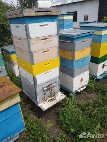 Пчелы пчелопакеты