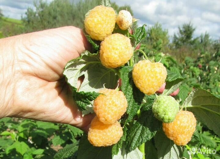 Саженцы ремонантной и простой малины 15 сортов