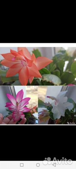 Комнатные цветы