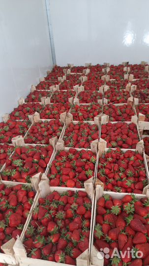 Клубника свежая