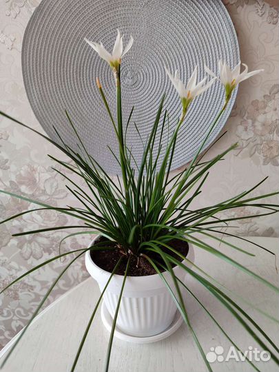 Зефирантес белый