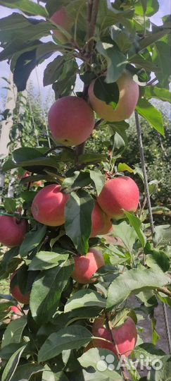 Яблоки домашние