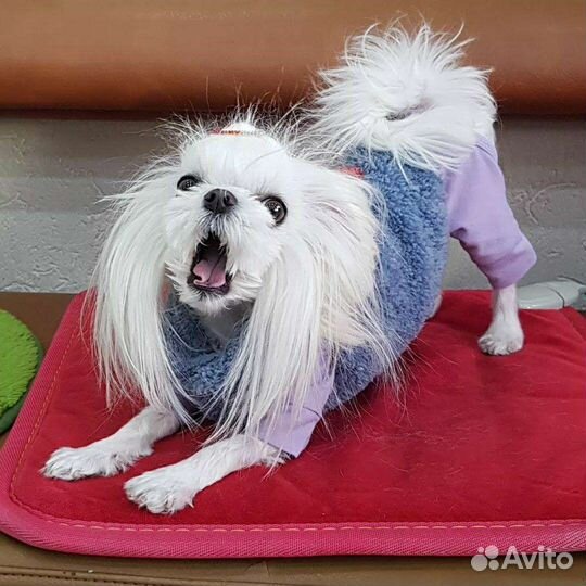 Мальтезики