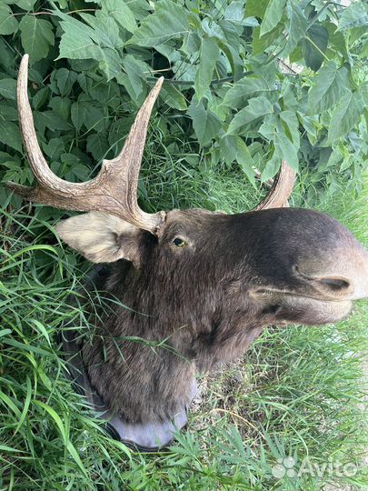Чучело головы лося