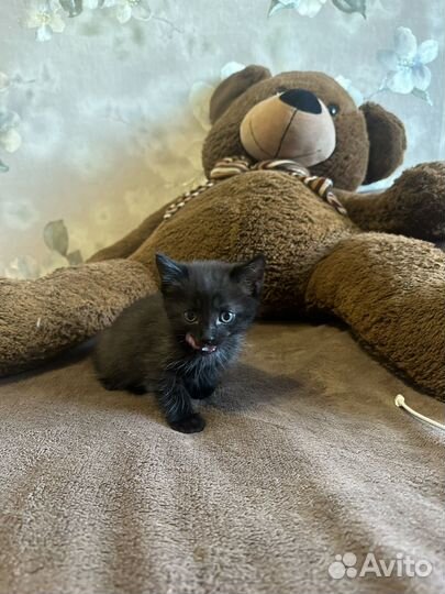 Котята ищут дом
