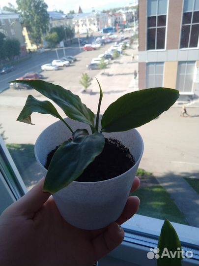 Спатифиллум