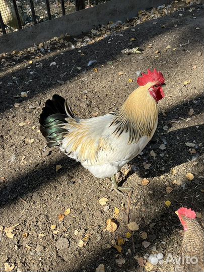 Молодые петухи