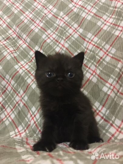 Британская