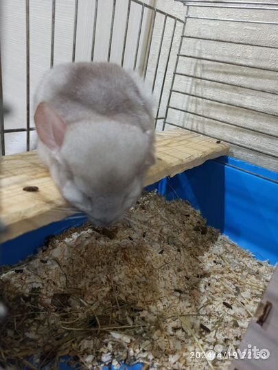 Шиншиллка ангора