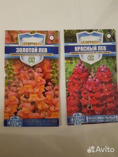Львиный зев рассада