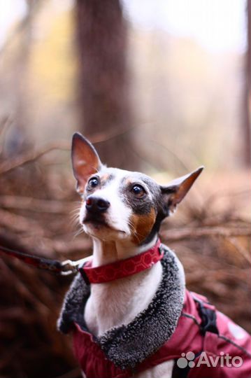 Начинающий фотограф анималист